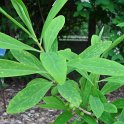 Daphne mezereum feuille P1C